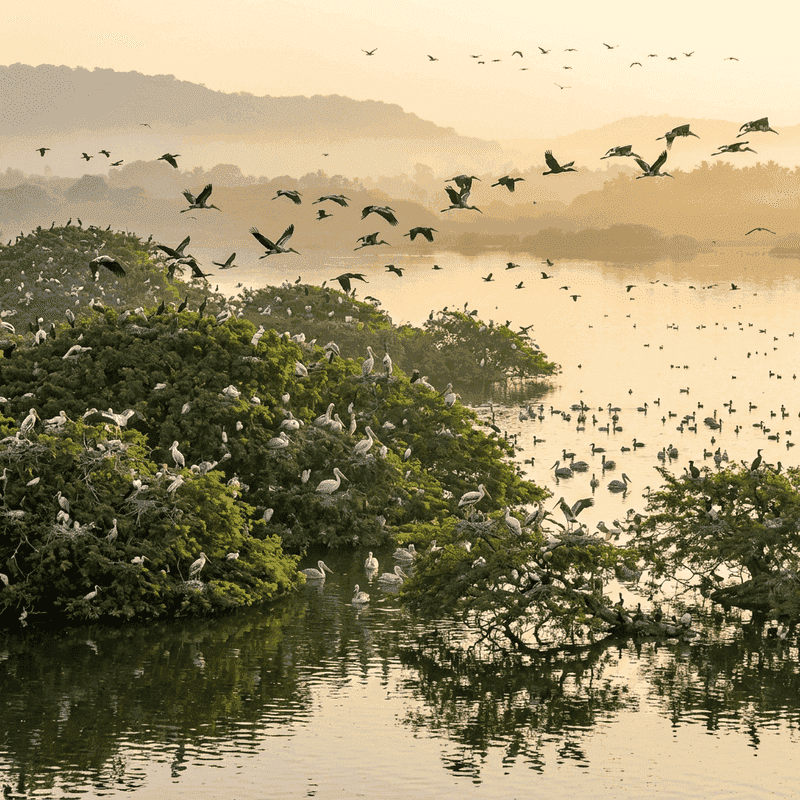 Vedanthangal Bird Sanctuary